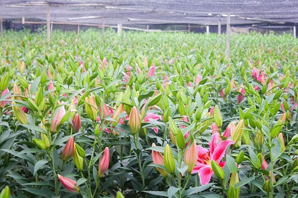 Quy trình kỹ thuật trồng hoa lily ở các tỉnh phía Bắc