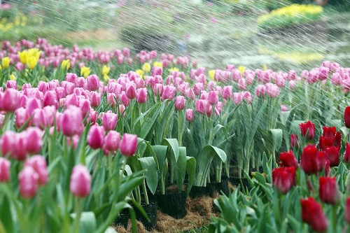 Quy trình trồng và chăm sóc hoa Tulip
