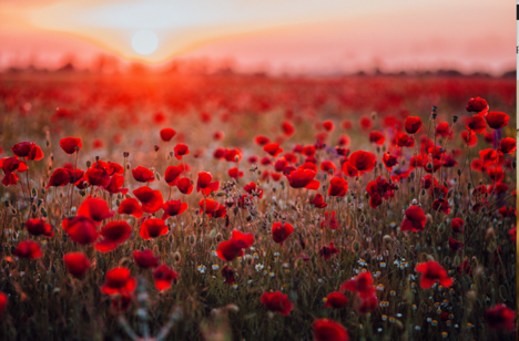 Ngày hoa anh túc Quốc gia: Tại sao hoa lại quan trọng