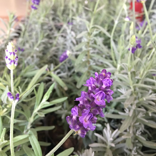 Trồng và chăm sóc hoa Oải Hương - Lavender