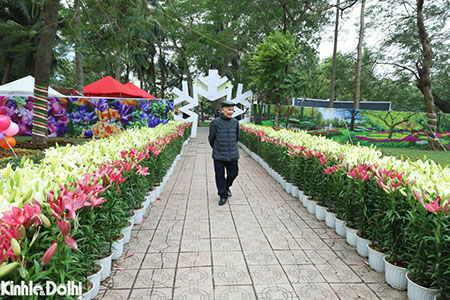 Hơn 60.000 gốc hoa được trưng bày tại 