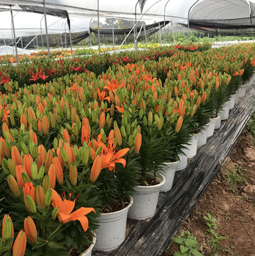 Lily Cultivation